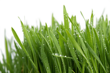 Fresh green cut wild grass isolated on AI generated by PNG