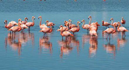 flamingos in the lake