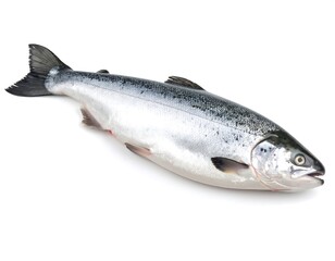 Fresh salmon, whole, studio shot