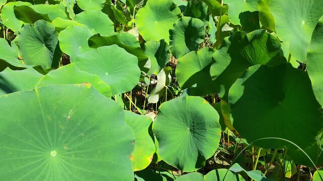 Sacred lotus: a species of aquatic plant, its botanical name is Nelumbo nucifera.