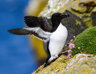 Razorbill Spreading Wings on Rocky Coastal Habitat