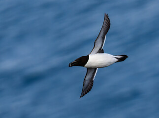 Razorbill in Flight Over Ocean Waters