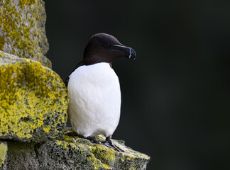 Razorbill Standing on Mossy Rock Against Black Background