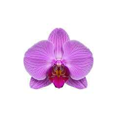Obraz premium Exotic pink orchid flower blossom perfect for tropical designs