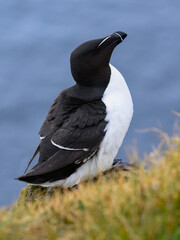Razorbill  Perched on Coastal Rock with Ocean Background