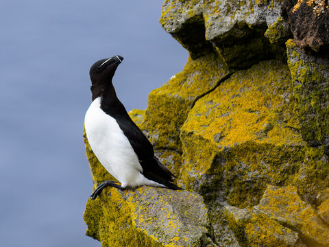 Razorbill Perched on Rocky Cliffside by the Ocean