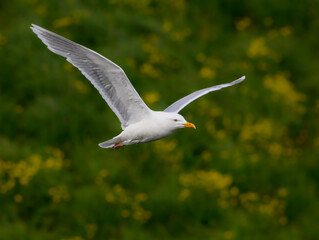 Glaucous Gull in Flight Over Green Landscape
