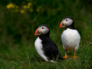 Two Atlantic Puffins Pair Standing on Green Grass