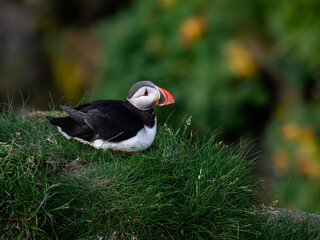 Atlantic Puffin Resting on Green Grass with Colorful Background