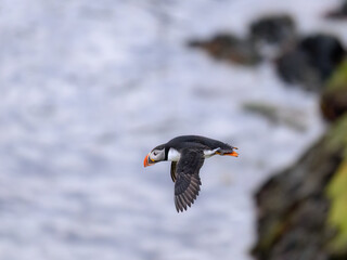 Atlantic Puffin Flying Over Rocky Coastline