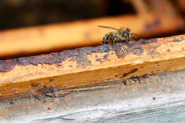Close-up of honey bee on wooden beehive. Concept of apiculture, pollination, eco beekeeping, organic honey production and natural farming. Macro insect photography.