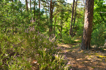 Vogesenlandschaft nahe Dambach la Ville mit Burg Ortenbourg