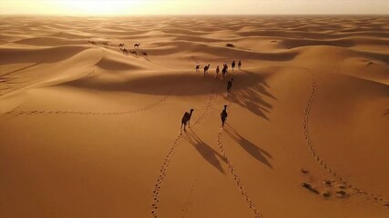 A group of camels being herded over sand dunes in the Arabian desert