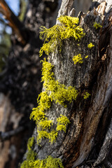Obraz premium Close-Up of Yellow Moss on a Tree in a Forest Landscape