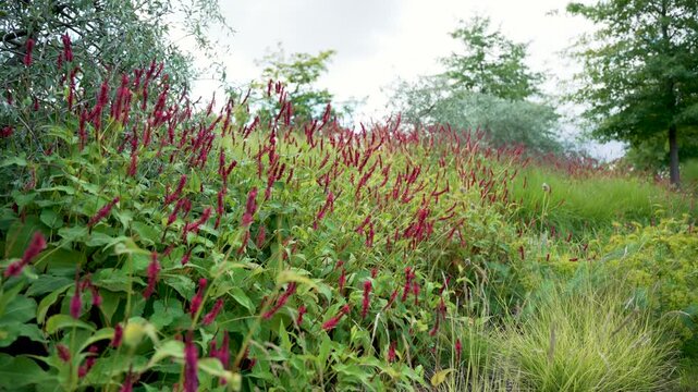 Red Flower Meadow. A meadow of red bistort Persicaria amplexicaulis sways in the summer breeze. Their spikes rise above green leaves and grasses.