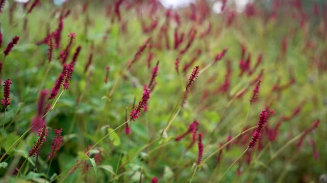 Red candleweed blossoms Persicaria amplexicaulis sway in the breeze against a green background. A delicate summer glimpse of nature.