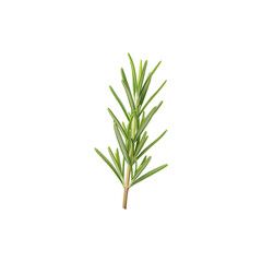 Fototapeta premium Fresh rosemary herb isolated on white background perfect for cooking, herbal medicine, and healthy lifestyle concepts