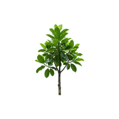 Obraz premium Small green ornamental plant tree, perfect for gardening themes, eco campaigns, home décor visuals and fresh nature-inspired branding