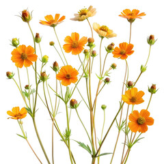 Fototapeta premium 3d orange cosmos flowers with delicate stems isolated on transparent background