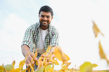 A young Indian farmer works in a soybean field