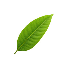 Obraz premium Fresh Green Leaf Closeup Isolated on White Background – Eco-Friendly Nature Symbol for Health and Growth