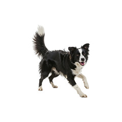 Fototapeta premium Playful Border Collie Dog Jumping Isolated on White Background – Energetic Smart Herding Pet Breed