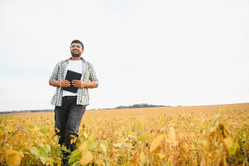 An Indian farmer or agronomist examines the soybean crop in a field