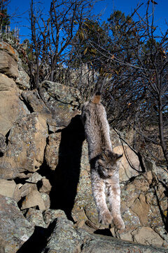 bobcat jumping down