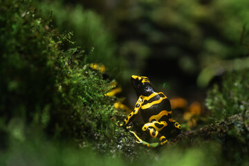 Yellow banded poison dart frog among grass . Yellow dart frog, Dendrobates leucomelas in terrarium. Poisonous tropical frog.