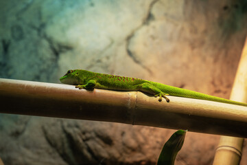 Madagascar day gecko on bamboo branch. Green gecko in terrarium in zoo.