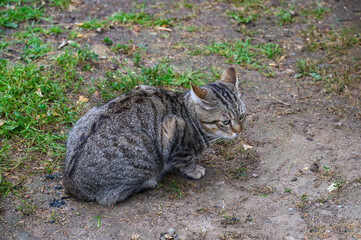 Obraz premium Curious Tabby Cat in Outdoor Setting