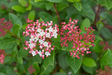 Closeup of the blossoms of a Viburnum tinus