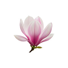 Fototapeta premium Beautiful Pink Magnolia Flower Blooming in Spring Sason Isolated on White for Elegant Botanical Backgronds