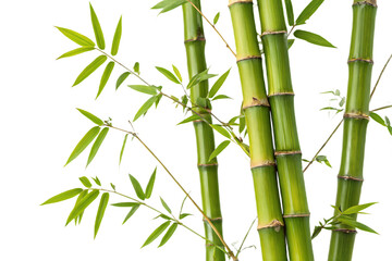 bamboo green sticks with leaves isolated on AI generated by PNG