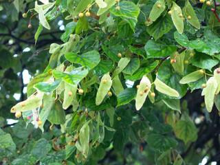 linden tree seeds after flowering