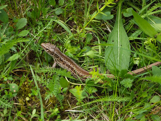 Lizard reptile in natural grass habitat macro photography wild animal herpetology subject cold blooded fauna research observation zoology ecology environment nature study outdoor biology detail