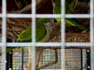 Green parrot inside zoo aviary behind mesh, exotic tropical bird species in captivity, concept of wildlife preservation, zoological park and avian protection