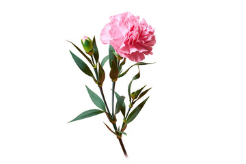 Obraz premium Pink Carnation Flower with Bud and Green Leaves, Isolated on White Transparent Background