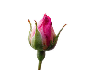 Pink rose bud, isolated on white transparent background