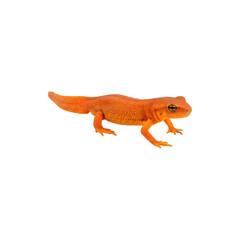 Fototapeta premium Realistic orange gecko lizard isolated on white background for wildlife, exotic reptiles, and pet-themedstock visuals