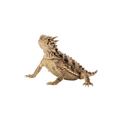 Obraz premium Bearded dragon lizard isolated on white background exotic reptile pet species in close-up wildlife phoography shot