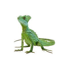 Fototapeta premium Green basilisk lizard isolated on white background exotic reptile species with striking appearance in ildlife photography