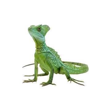 Green basilisk lizard isolated on white background  exotic reptile species with striking appearance in ildlife photography