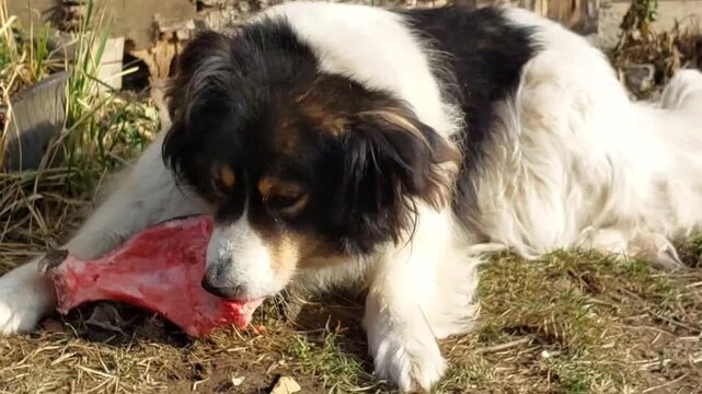 Black and white Carpathian Shepherd dog lying on grass outdoors chewing bone playful pet natural environment active canine animal companion breed
