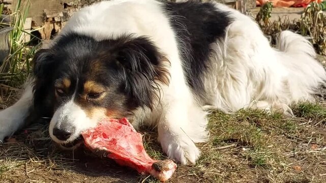 Black and white Carpathian Shepherd dog lying on grass outdoors chewing bone playful pet natural environment active canine animal companion breed
