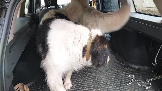 Two Carpathian Shepherd dogs sitting in car trunk excited eager waiting for road trip adventure travel pet companion domestic animal journey lifestyle
