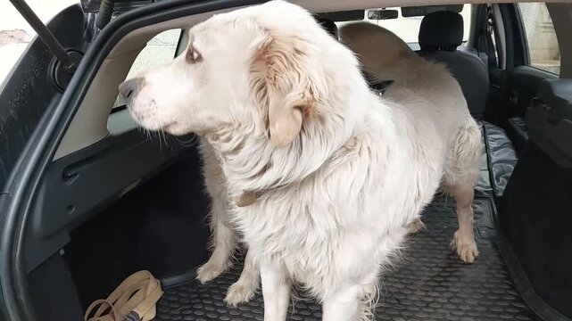 Two Carpathian Shepherd dogs sitting in car trunk excited eager waiting for road trip adventure travel pet companion domestic animal journey lifestyle