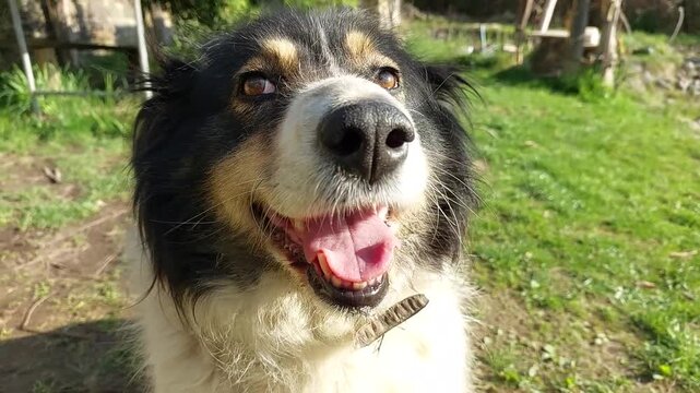 Black and white Carpathian Shepherd dog looking at camera licking lips close up portrait curious attentive domestic canine pet facial expression friendly animal breed