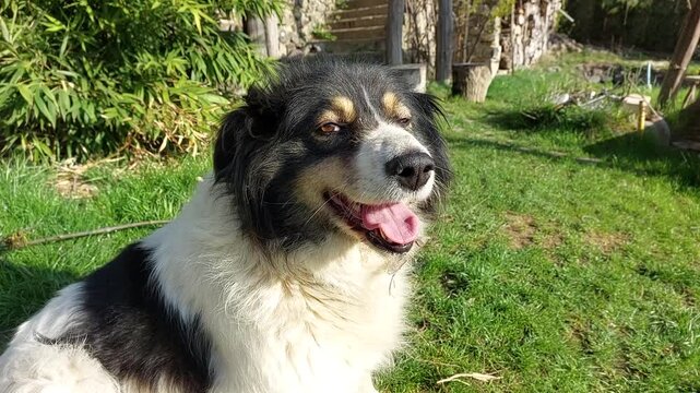 Black and white Carpathian Shepherd dog looking at camera licking lips close up portrait curious attentive domestic canine pet facial expression friendly animal breed