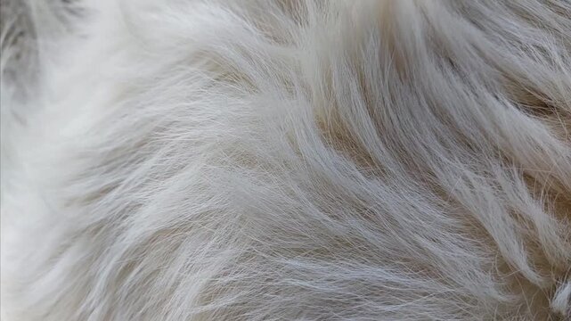 Close up of white Carpathian Shepherd dog fur texture soft fluffy coat detail domestic canine animal hair pattern companion breed lifestyle indoor pet